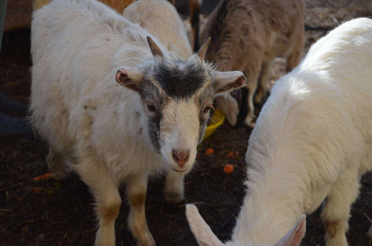 Ну я же старалась! Бежала! Просто не успела...