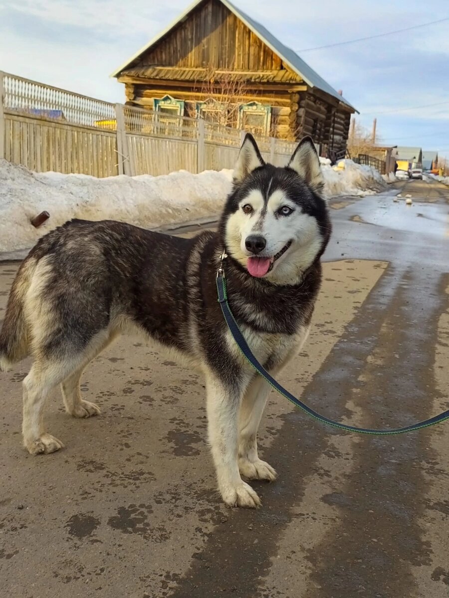 Одной этой истории достаточно, чтобы закрыть все питомники хаски за ненадобностью. Нет спроса на этих животных,  вводите мораторий!!! Плодильщики из РКФ, поищите другую работу! Вы чего творите??? 