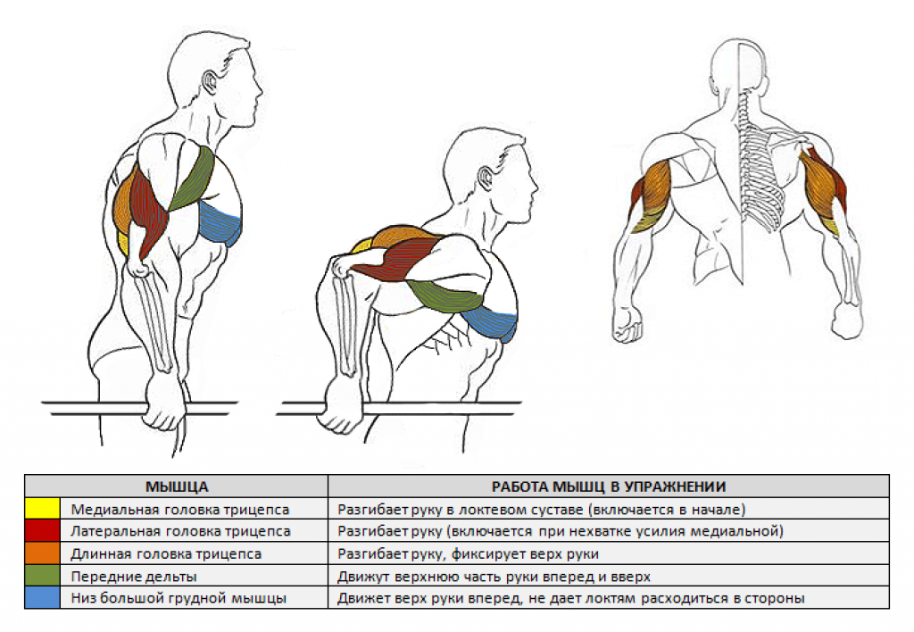 После тренировки не разгибается рука в локте. Мышцы задействованные при отжимании на брусьях. Какие группы мышц задействованы при отжимании на брусьях. Какие мышцы задействованы при отжимании на брусьях. Отжимания на брусьях какие мышцы задействованы.
