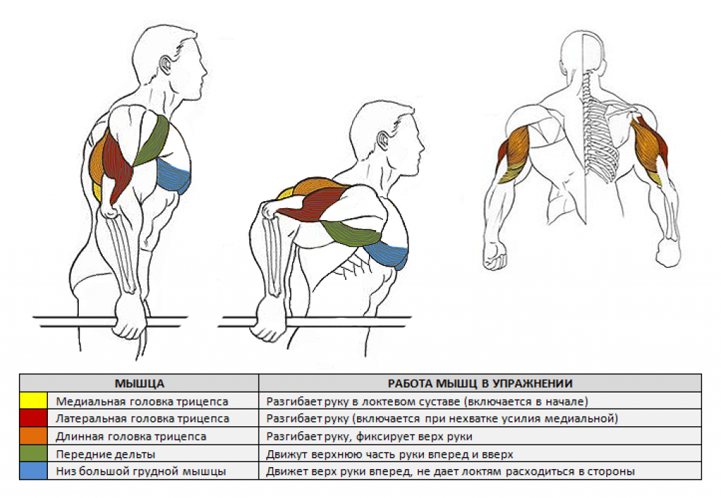 После тренировки не разгибаются локти. Мышцы задействованные при отжимании на брусьях. Какие группы мышц задействованы при отжимании на брусьях. Какие мышцы задействованы при отжимании на брусьях. Отжимания на брусьях какие мышцы задействованы.