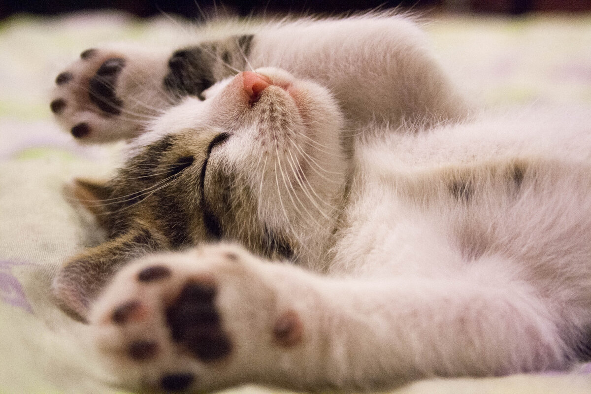 Котенок-мечтатель