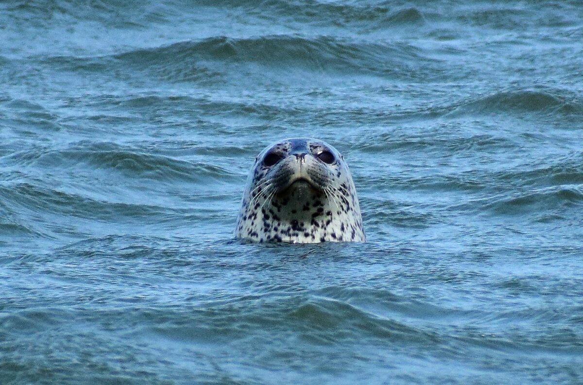 Нерпа очень фотогенична 