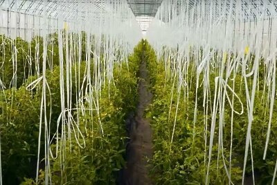    Инвестпроект по производству семян реализовали в Подмосковье © Пресс-служба Министерства сельского хозяйства и продовольствия Московской области