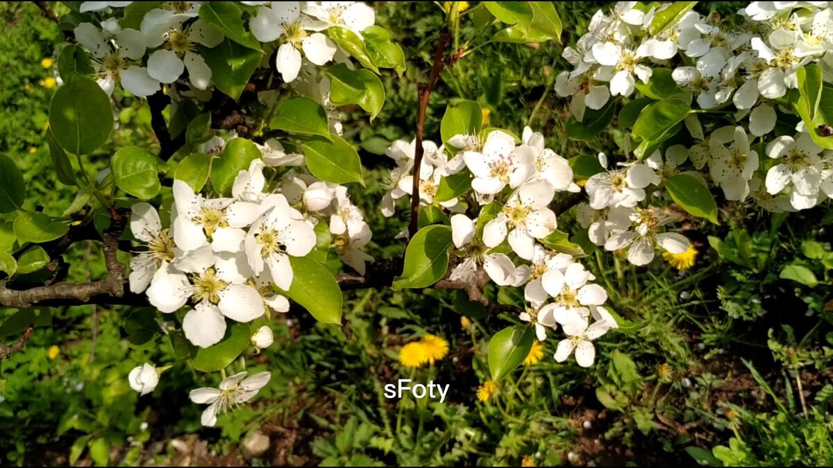 фото автора sFoty