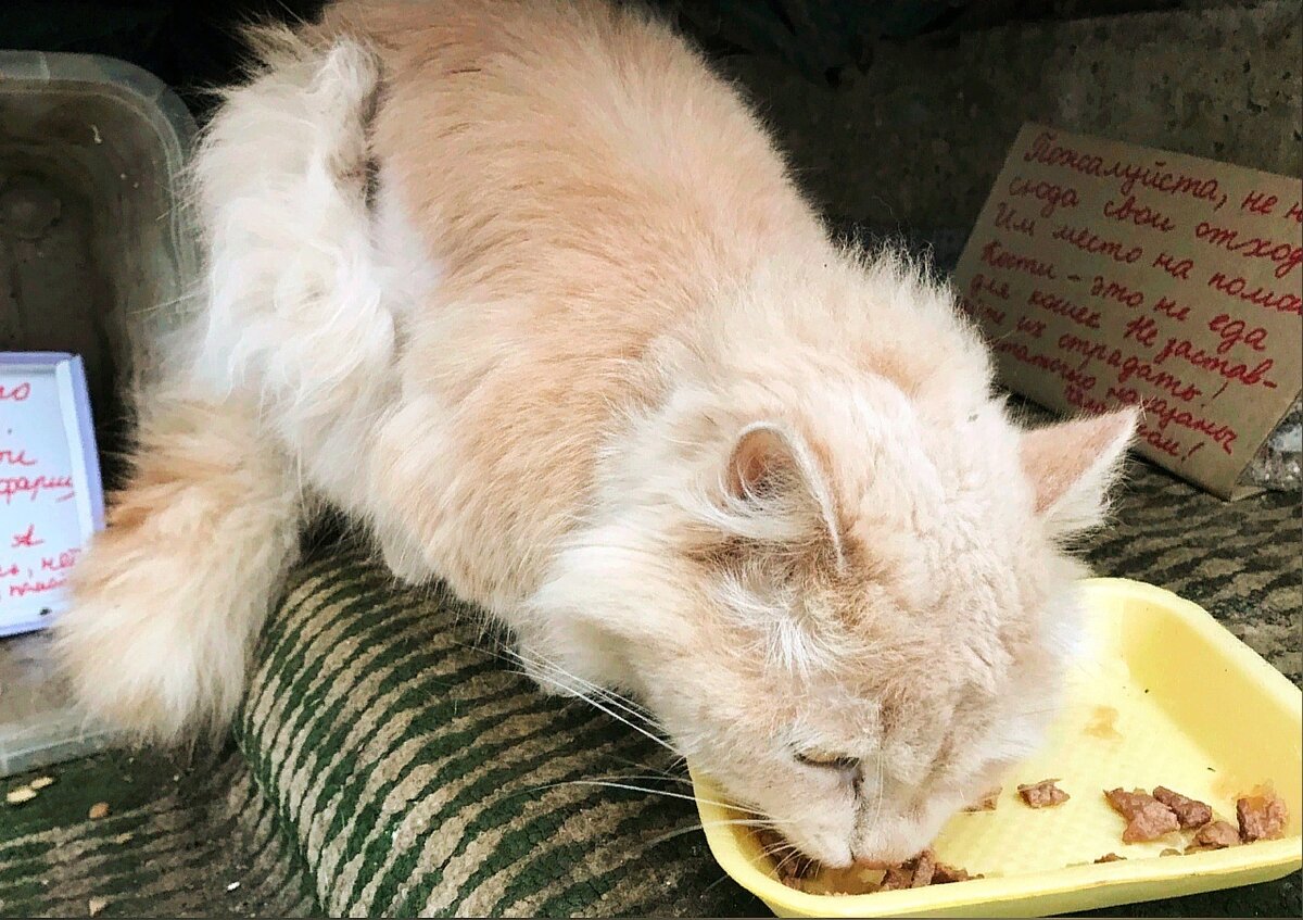 Персик с огромным удовольствием ест вместе  с бездомными кошками