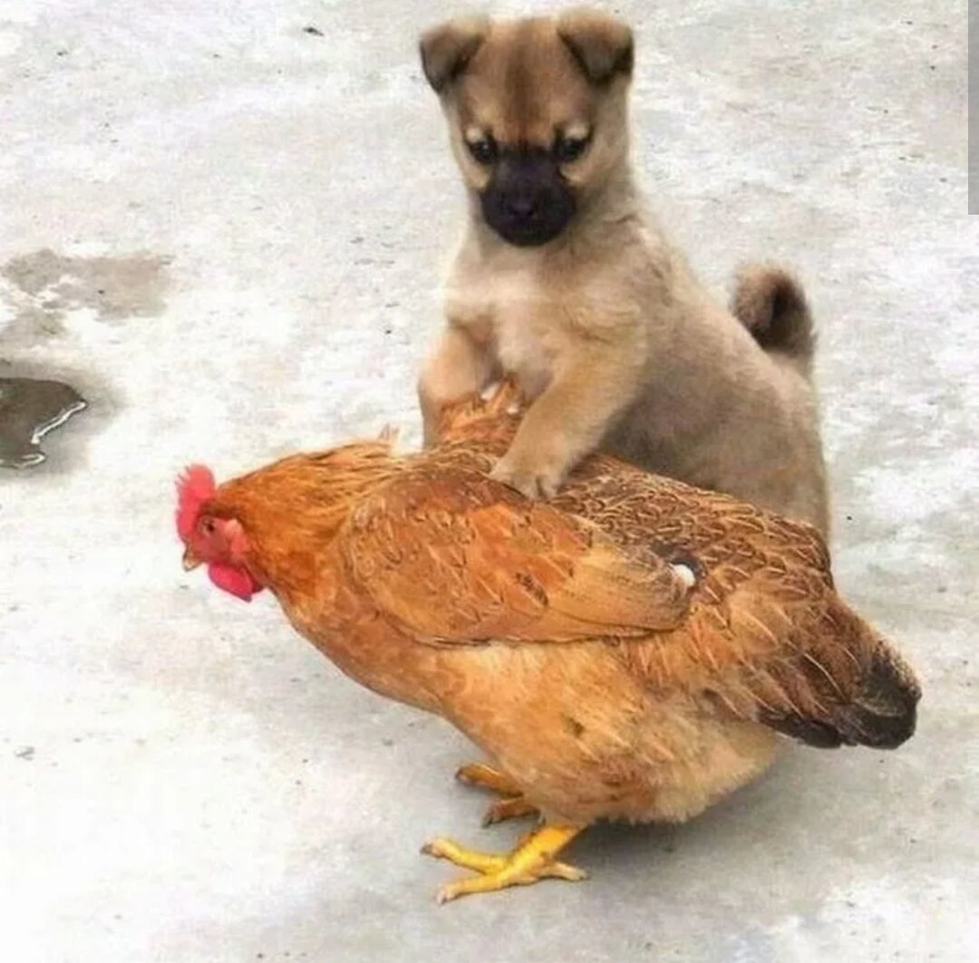 В куру друзей. Смешной цыпленок. Собака и курица. Смешная курица. Цыплята и собака.