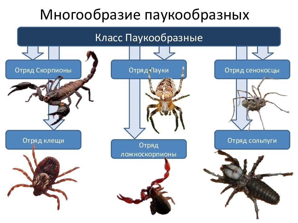 Пауки картинки с названиями для детей