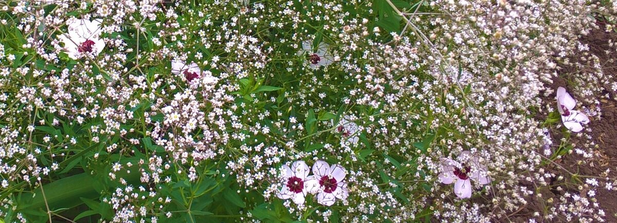 Лён Ясные глазки