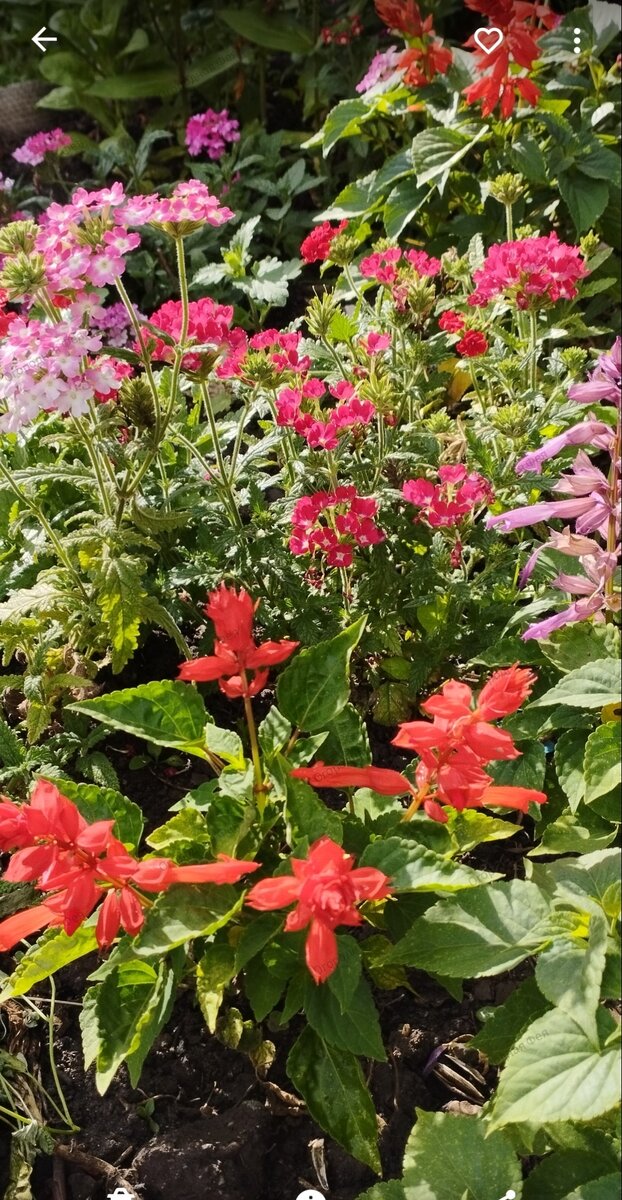 Цветы посаженные на клумбу