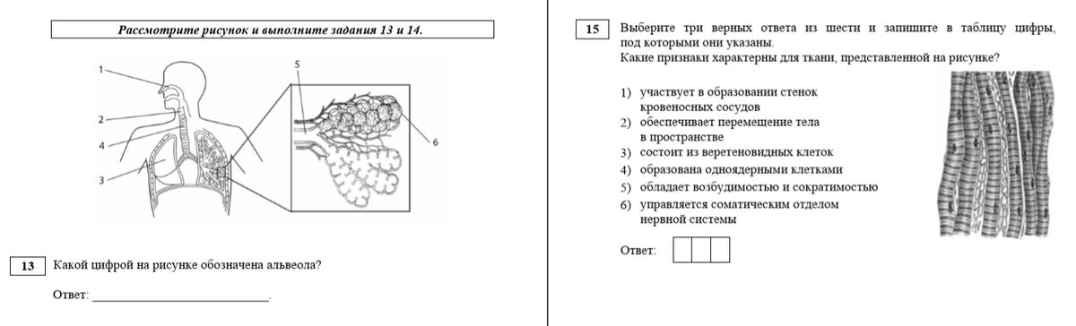 Генетическая карта задачи егэ. Рисунки ЕГЭ биология. Кожа орган человека биология ЕГЭ иллюстрация. BIOFAMILY биология ЕГЭ картинки. Нервная система человека рисунки ЕГЭ биология.