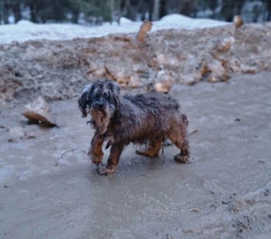 Таким его увидели 