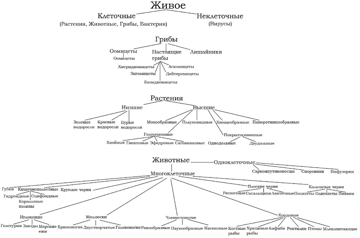 Иерархия в биологии схема