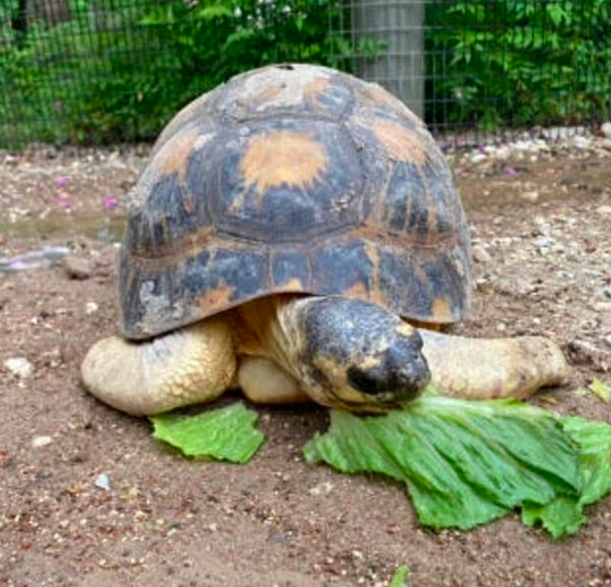 90-летний старик Пиклз. Фото: Houston Zoo