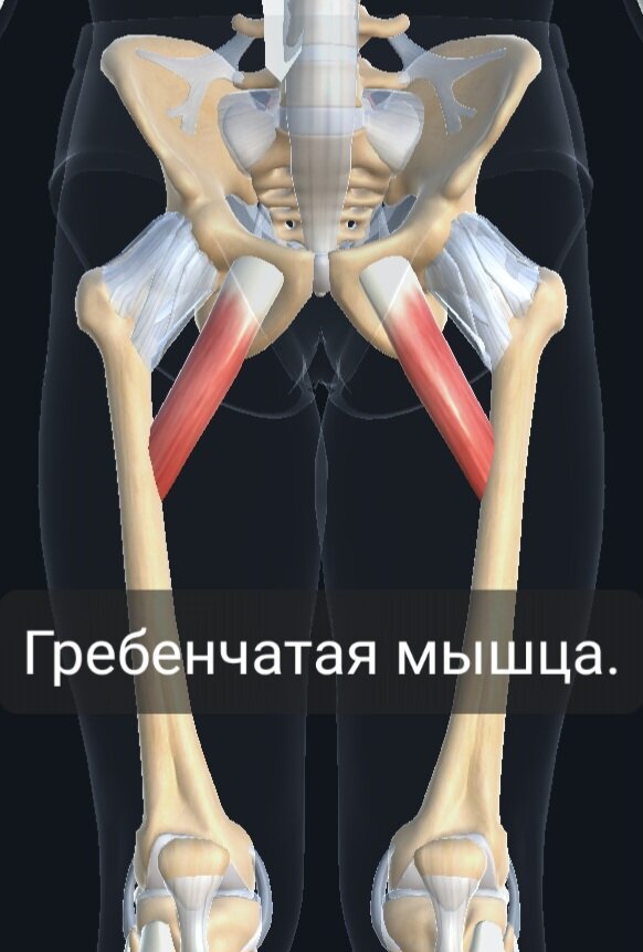 Гребенчатая мышца. | Заметки спортивного врача. | Дзен