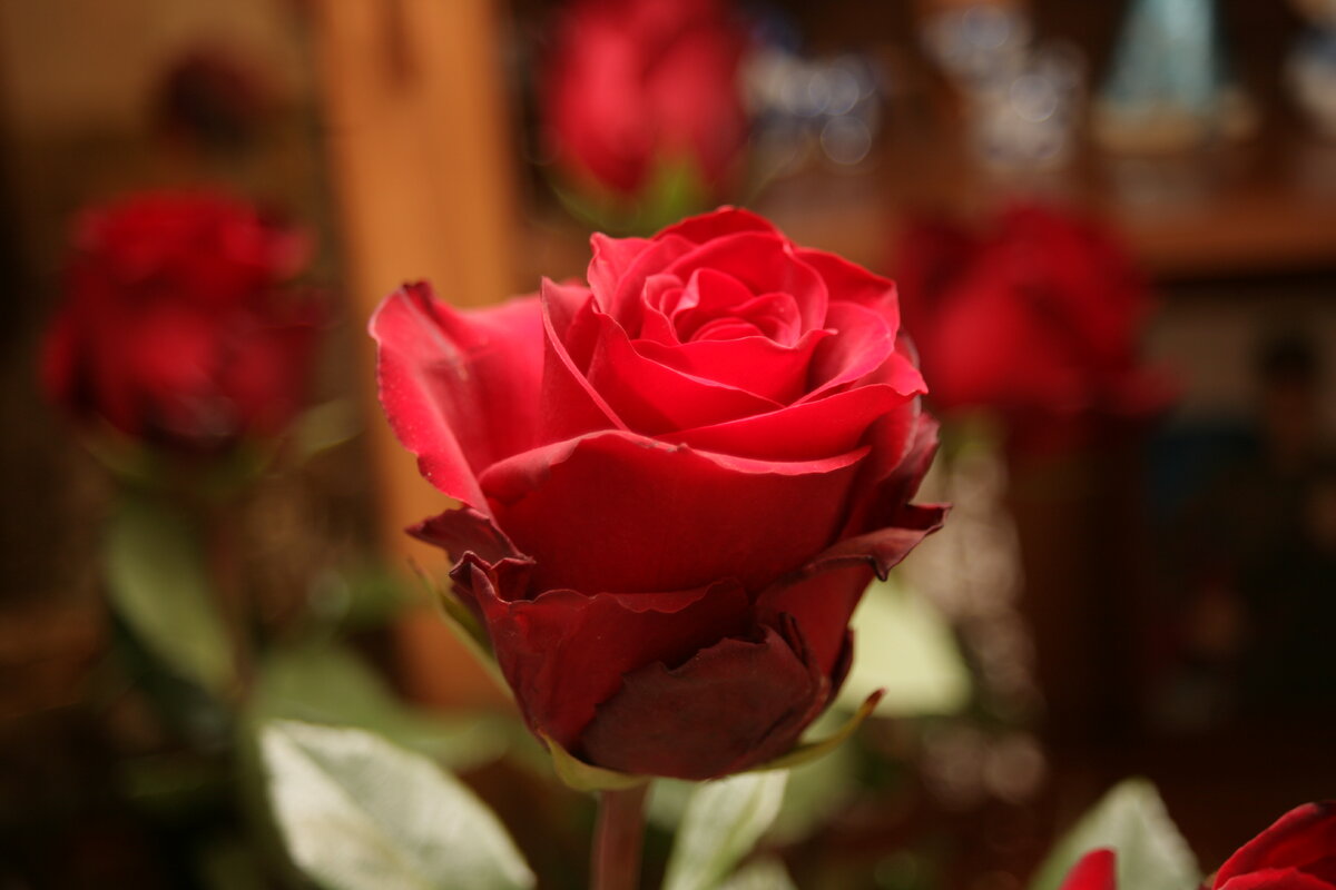 Роза експлоер