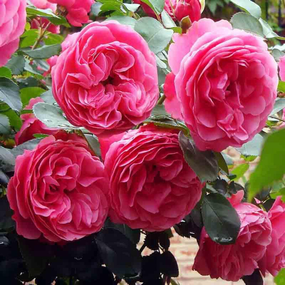 Фото из интернета 