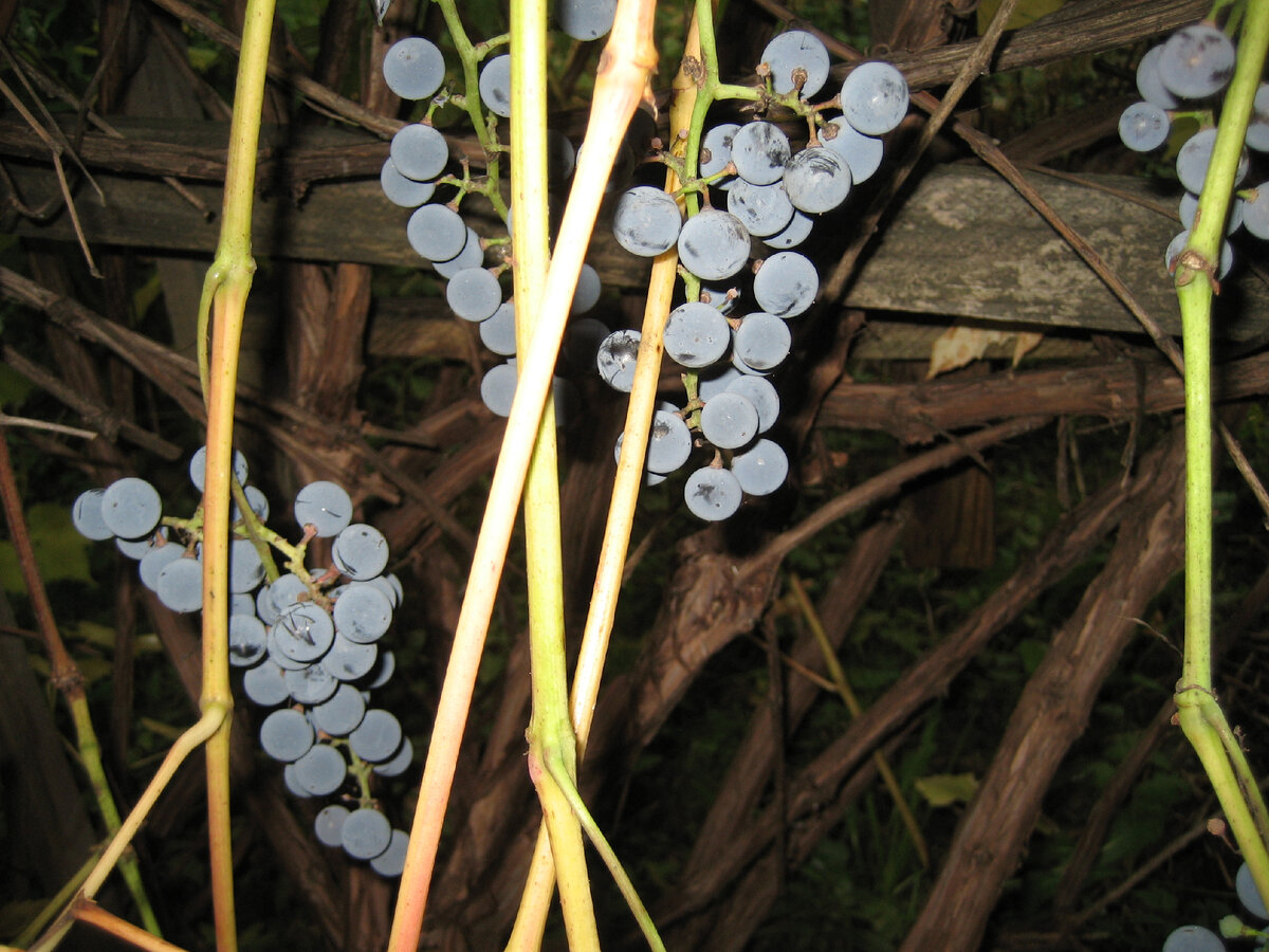 Кстати, если амурскому винограду дать волю и не обрезать, то ягод... станет меньше. Фото автора