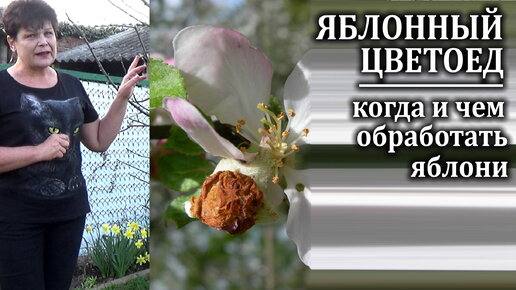 Яблонный цветоед Когда и чем бороться с вредителем | Любимая усадьба | Дзен