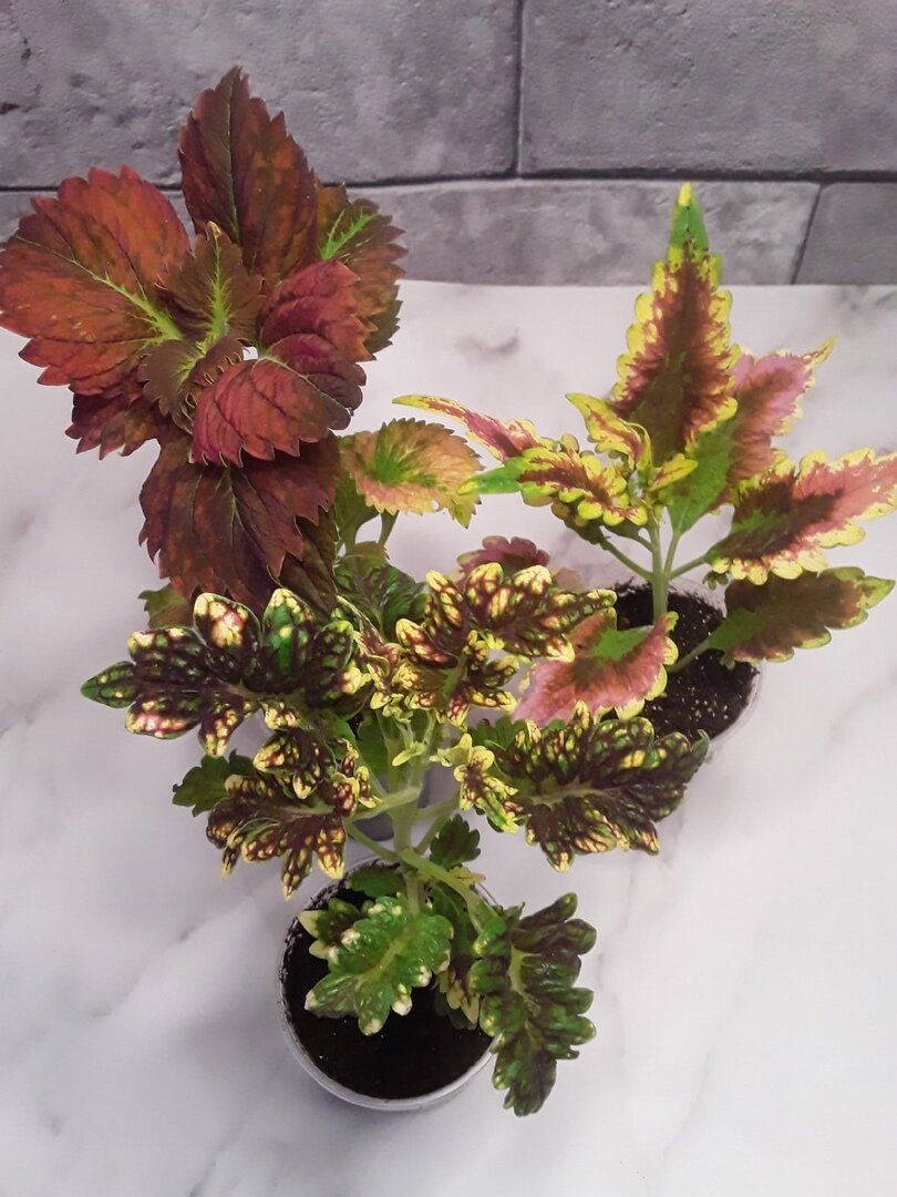 Новые сорта