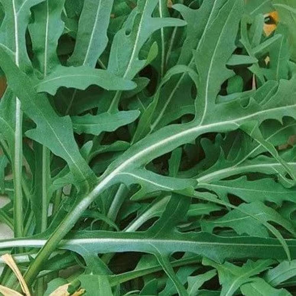 Стрелы Купидона - один из интересных сортов рукколы