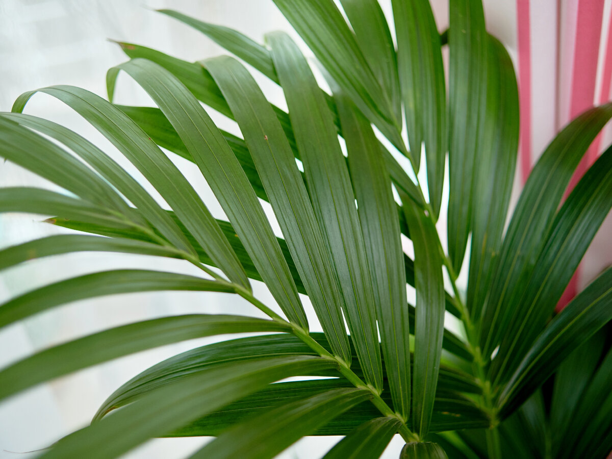 Как вырастить дипсис в домашних условиях