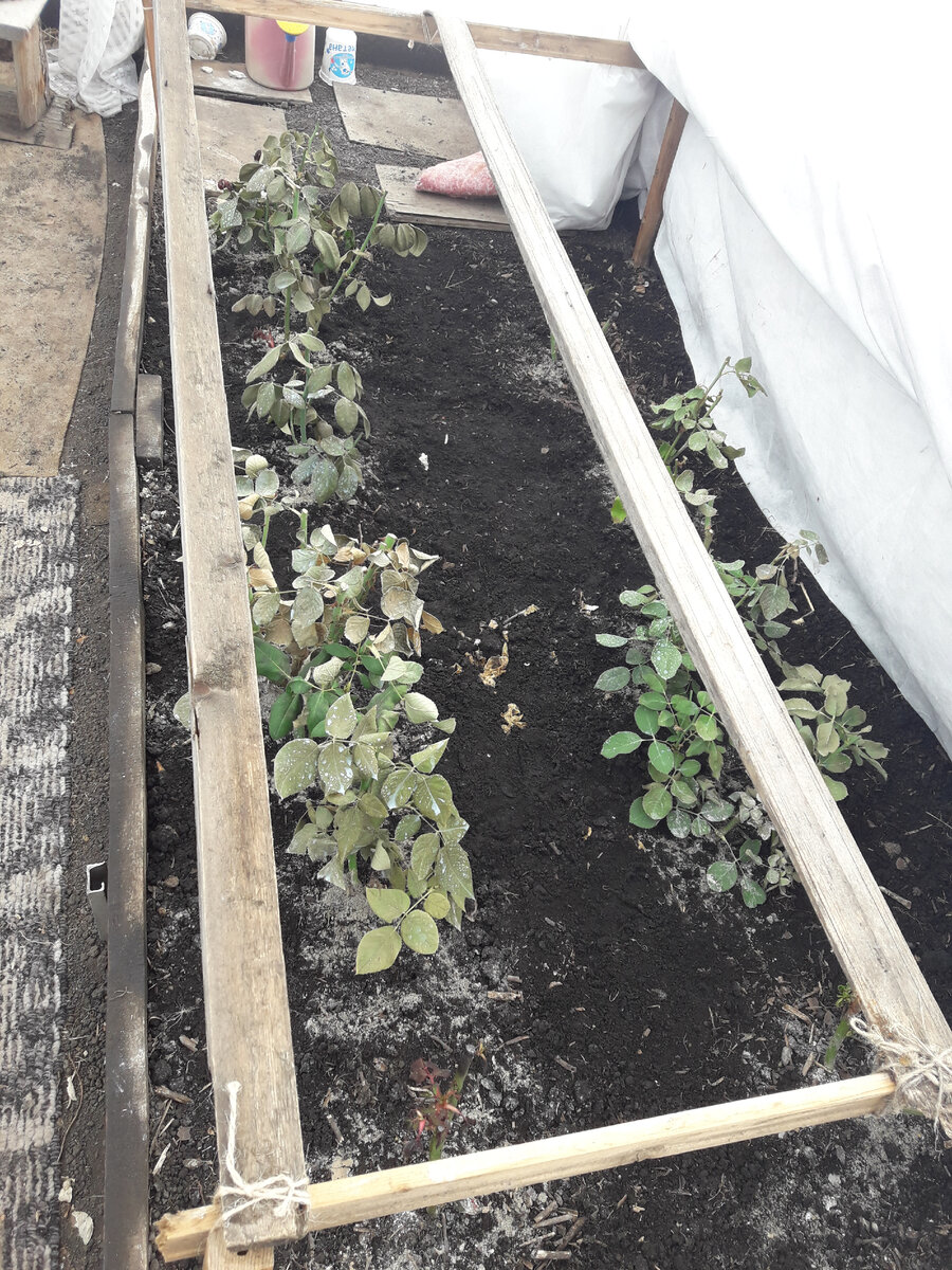 21 марта 2020 г. Все кусты зимовали с листьями, что поспособствовало лучшему вызреванию побегов