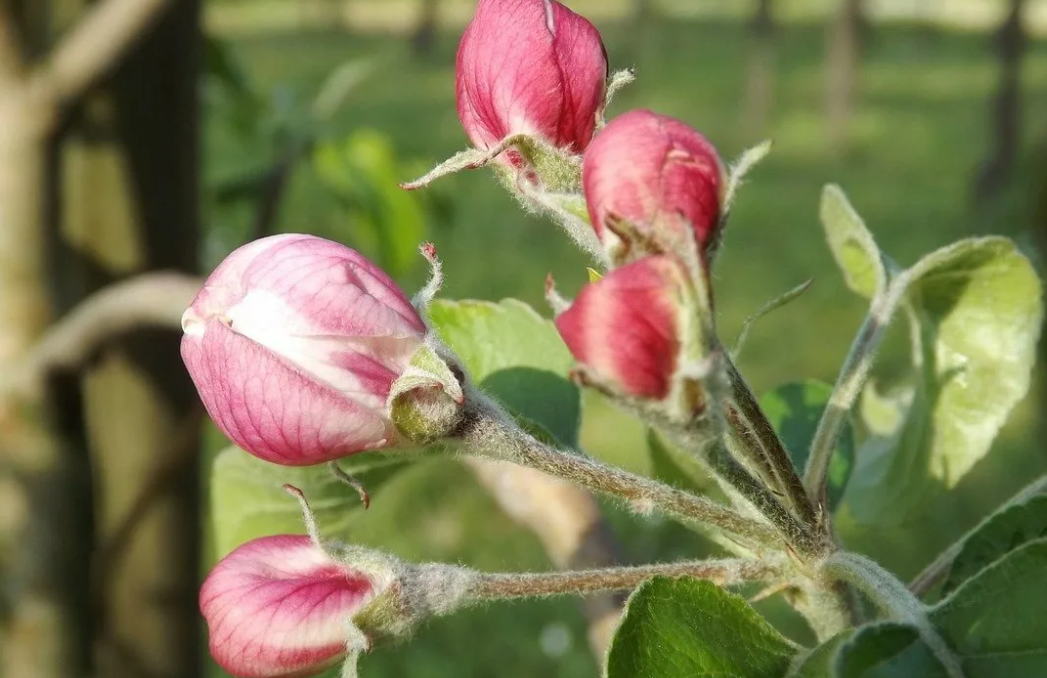 Почки раскрываются, видны, розовые или белые верхушки бутонов
