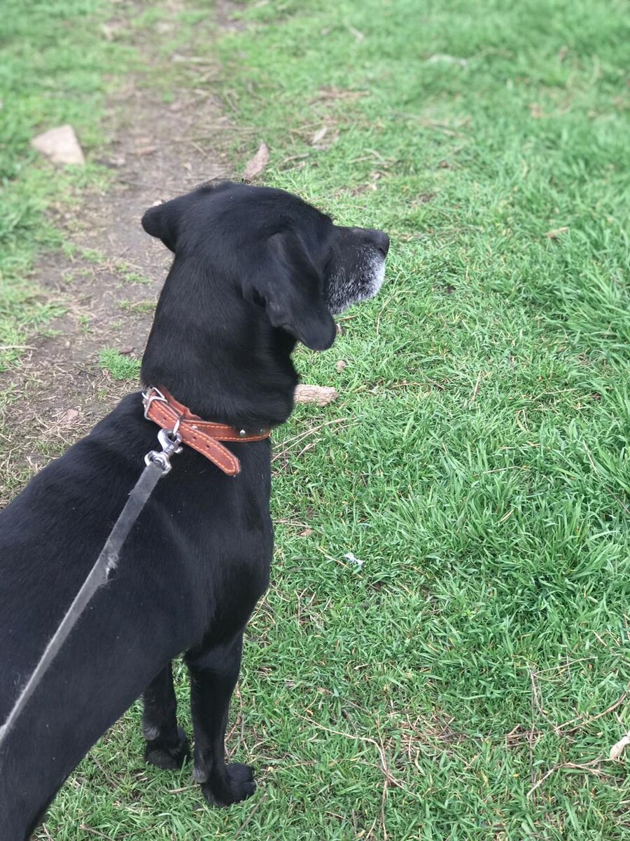 Сложно найти более добрую и ласковую собачку!