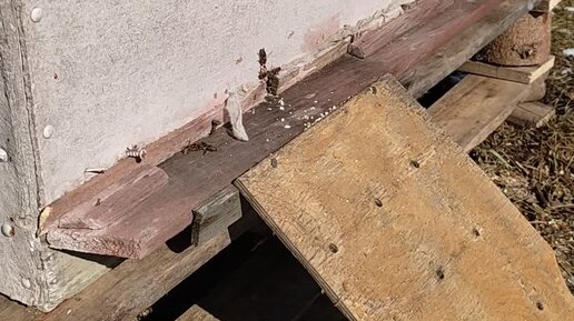 Пасека Поюжья | 29 марта_ Пчелки, где то несут обножку, а мы только ...