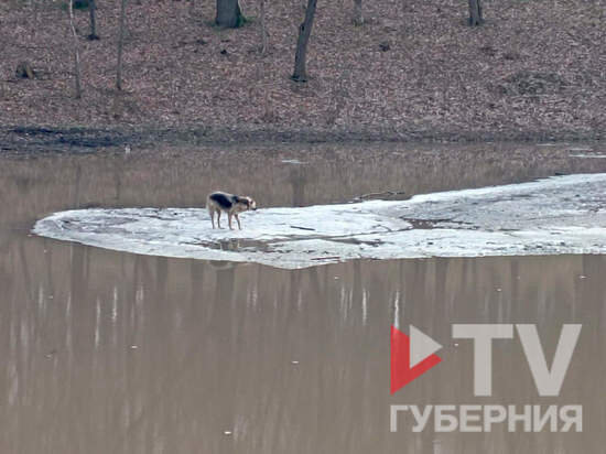ФОТО: ПАБЛИК «TV ГУБЕРНИЯ»