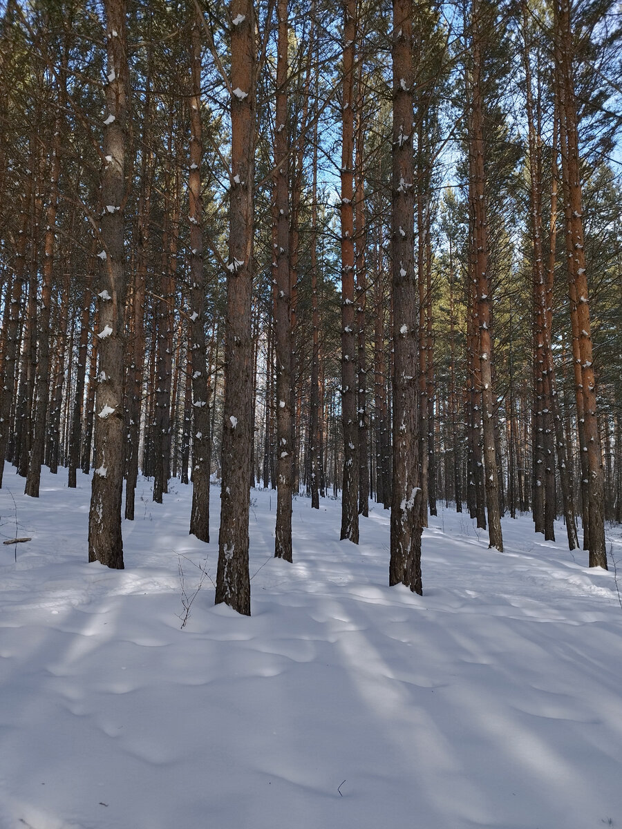 Эко-парк Гремячая грива. Фото из личного архива автора