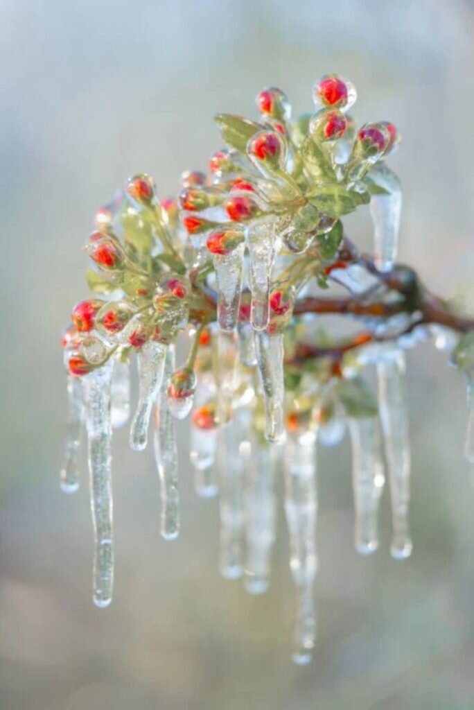     Фото: Albert Dros