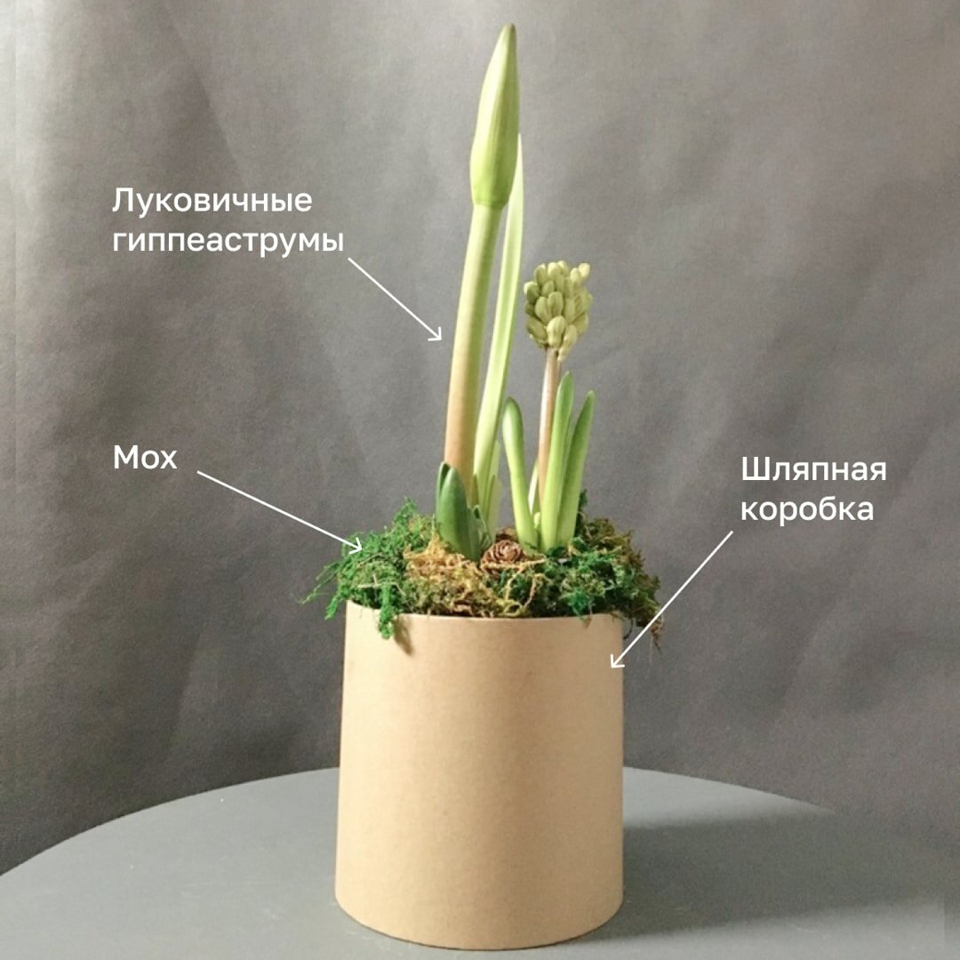 Композиция с луковичными гиппеаструмами в шляпной коробке