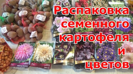 Распаковка посылки с семенным картофелем, саженцами цветов на 2023 от Семена-почтой semena-zakaz.ru