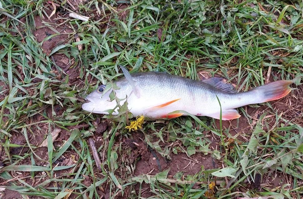 Речной окунь - фото Данила Трапезникова.