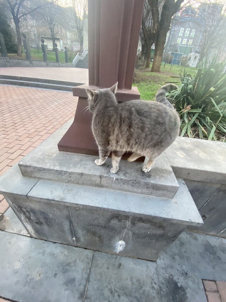 Котики всюду снуют туда-сюда