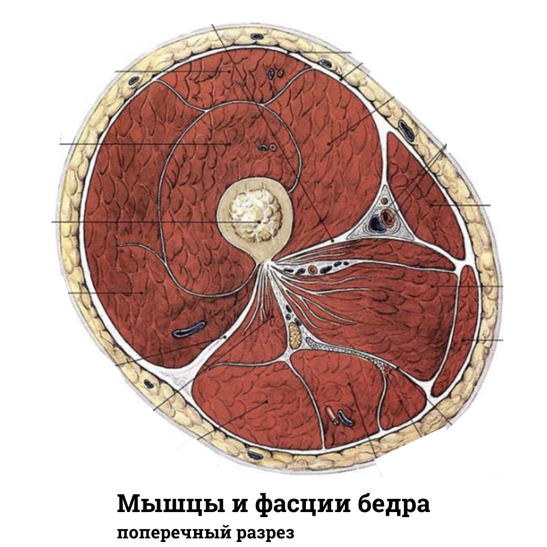 Поперечный разрез бедра топографическая анатомия. Срез бедра топографическая анатомия. Поперечный распил бедра в верхней трети. Поперечный срез бедра в верхней трети.