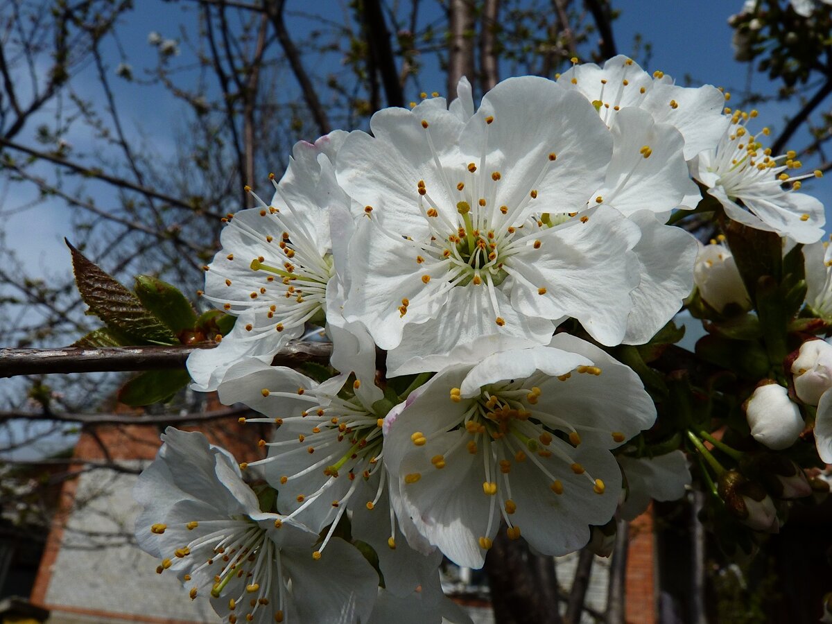 В апреле зацветает большинство садовых деревьев и кустарников 