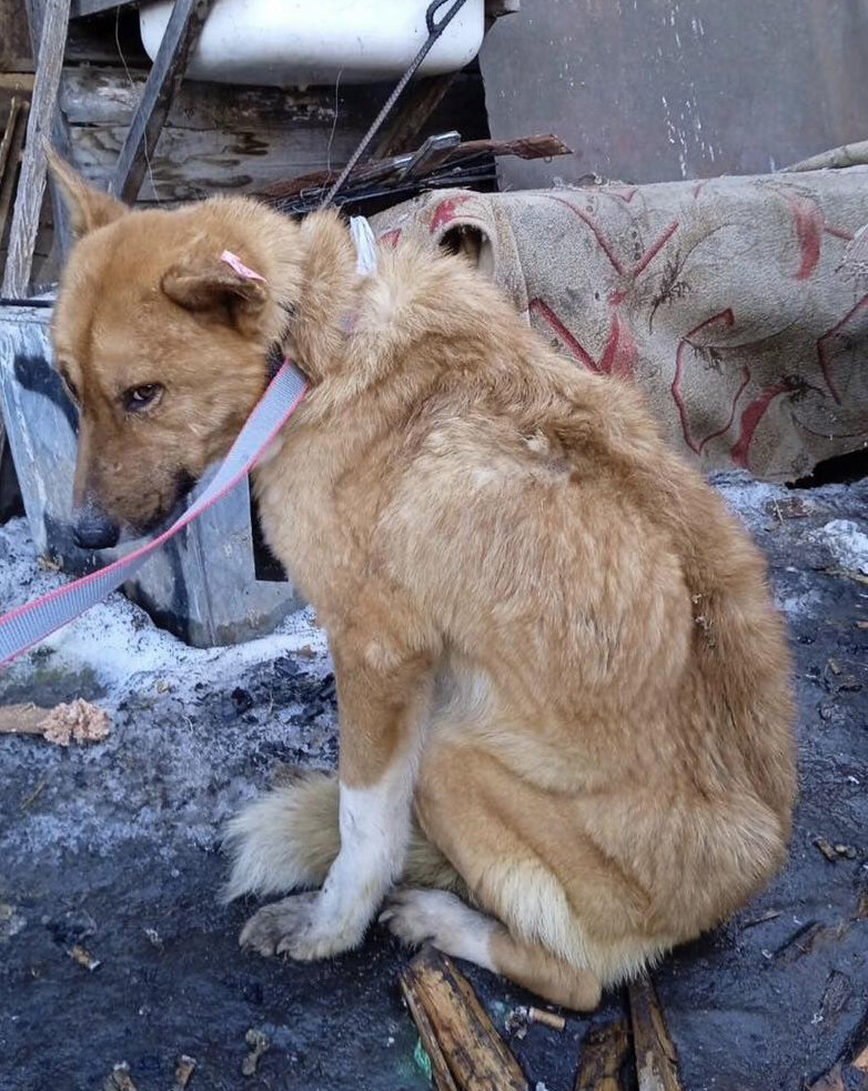 Вот в таком чудовищном виде в приюте находятся очень многие собаки😔