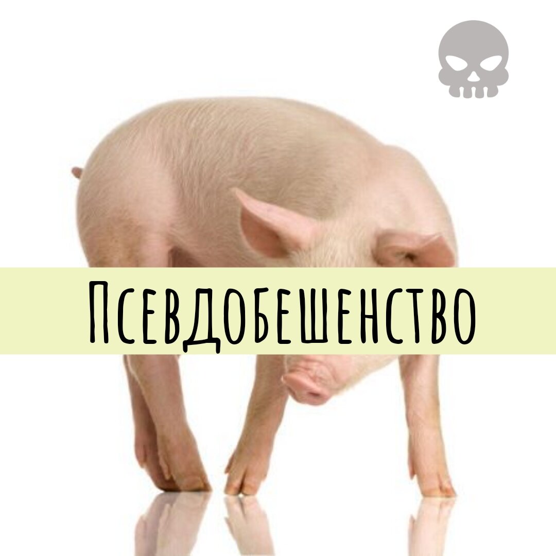 Болезнь Ауески. Псевдобешенство | КОТанутый доктор🐱 | Дзен