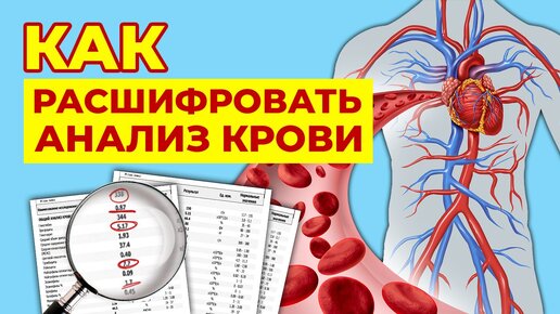 Зачем нужно сдавать анализы? / Как расшифровать общий анализ крови?