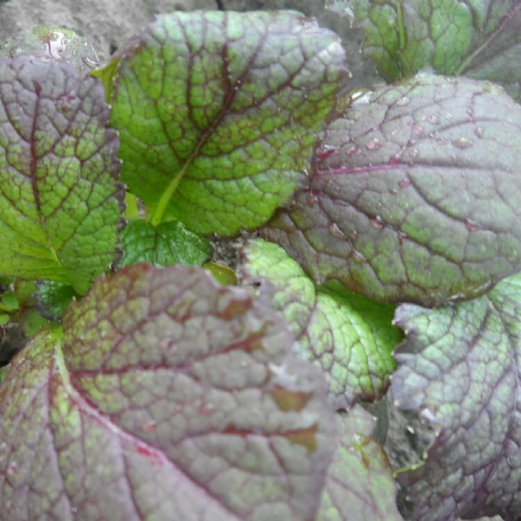 Салатная, листовая горчица, сорт "Закусочная"