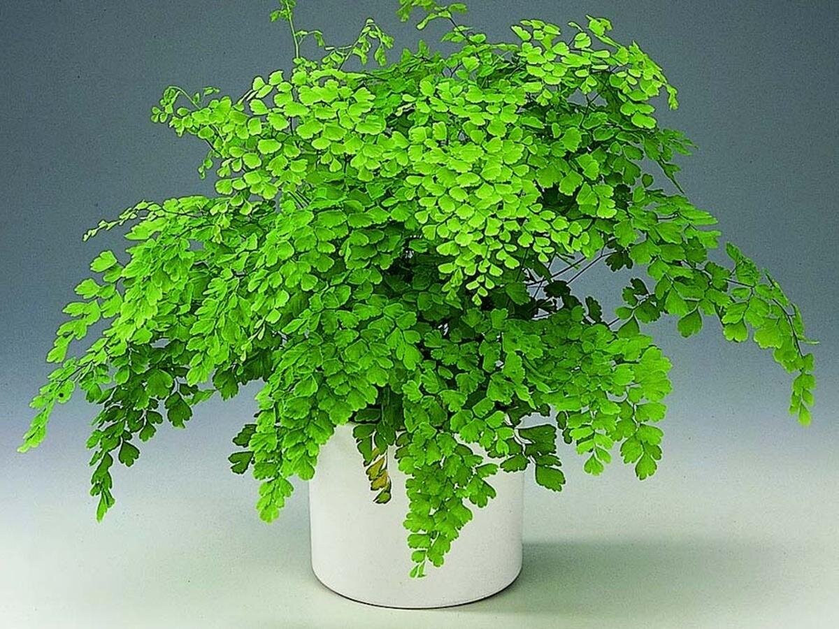 Венерин волос