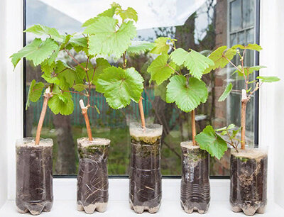 Фото с сайта : https://yandex.fr/images