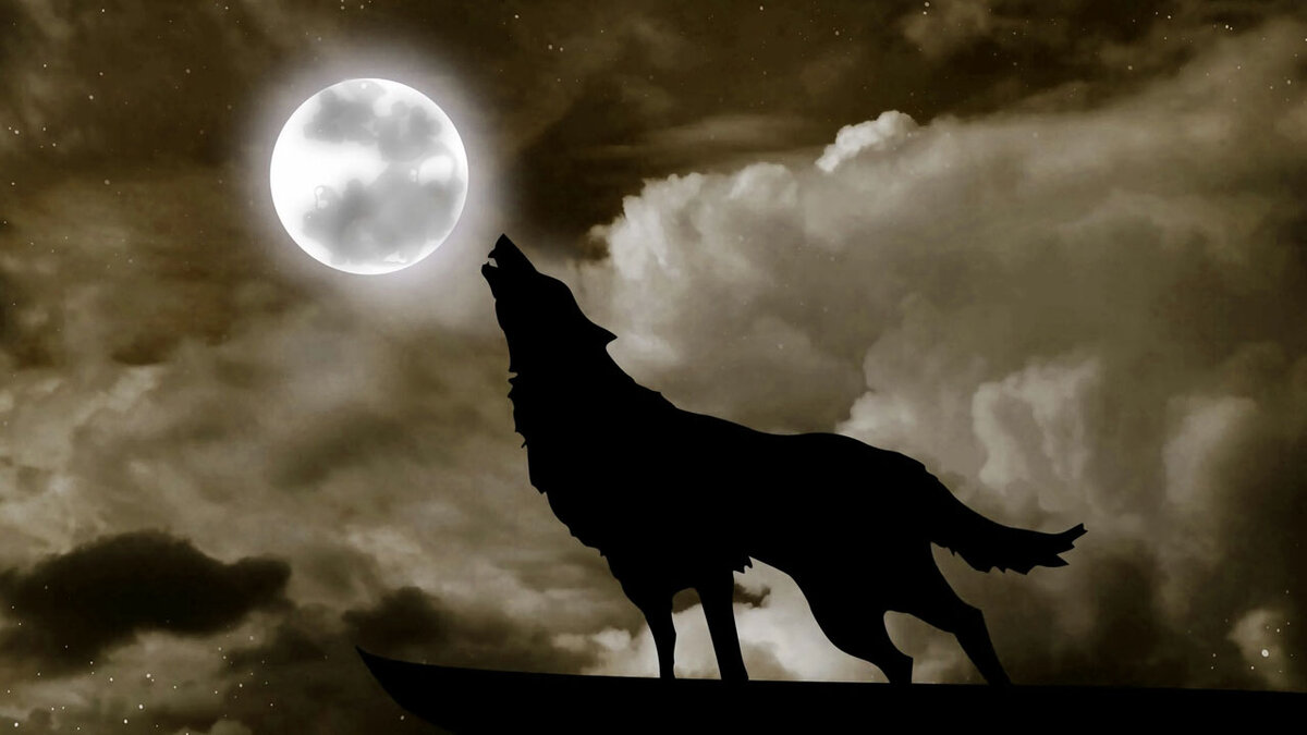 Почему волки испытывают страх перед красными флажками: тайны природы