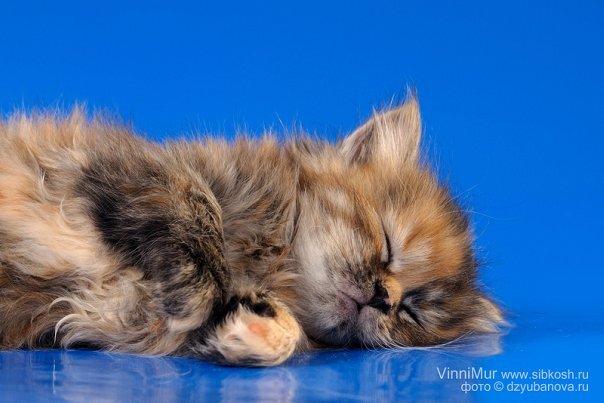 Сибирский котенок из питомника VinniMur (Vinnimur Vesnushka)