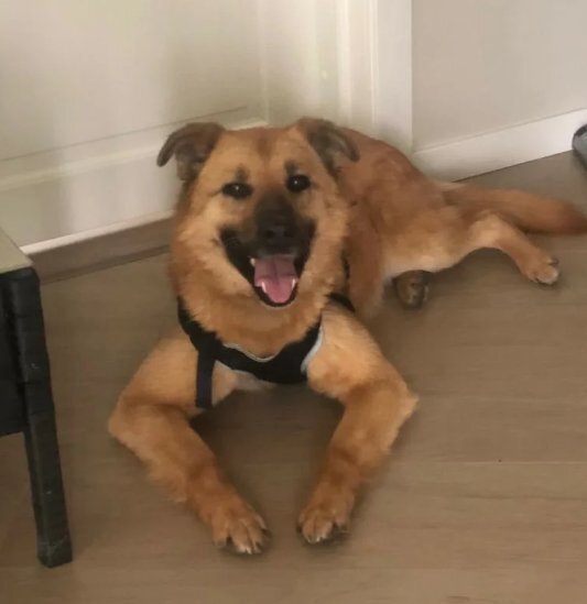 Главный герой этой статьи – довольно типичная собака с рыжим окрасом. Столица Таиланда, Бангкок, переполнена подобными псами.-4