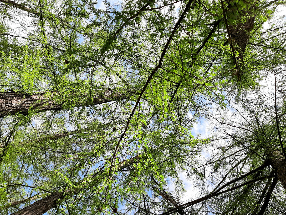 Россия, весна))