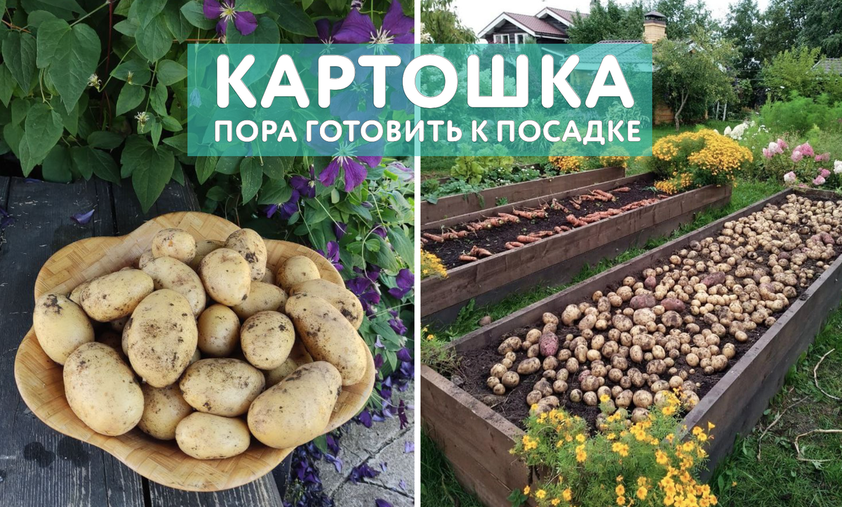 Кербовка картофеля. От чего зависит урожай картофеля.