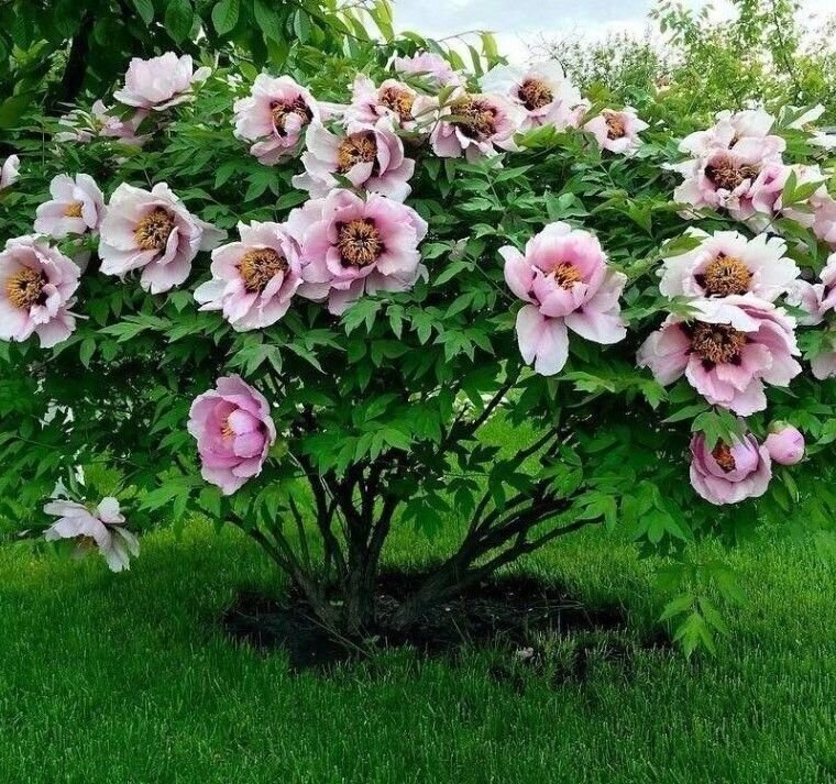 Фото с сайта spb.eco-sad24.ru. 